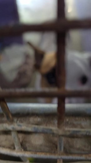 Meet Kenzie: The Greyhound Red Heeler Mix Rescue Dog