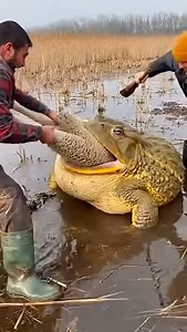 Monster Toad swallows sheep whole! 😱 #viralreels #instagood | MGTC Farming