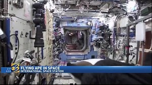 19K views · 220 reactions | Astronaut Mark Kelly posted a video to Twitter on Monday that shows his twin brother, Scott Kelly, in a gorilla suit bursting out of a bag on the ISS to terrorize British crew member Tim Peake. | News Channel 3 WWMT TV | Facebook