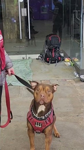 Homeless Big Issue Seller Reunites with Dog After 8 Weeks Apart Under Dangerous Dogs Act