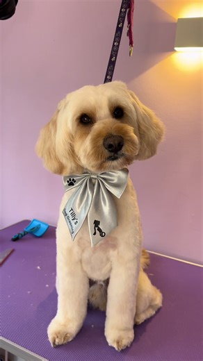 🐾gorgeous Buddy’s💙transformation🫧✂️well done Buddy⭐️🐾#doggroomersoftiktok #doggrooming #transformation #pupplove #cockapoo