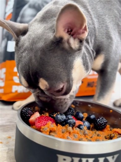 Easy Gut Health Recipe for Dogs with Digestive Issues