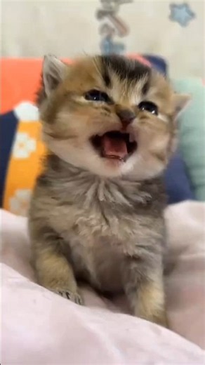 Tiny Kitten, BIG Meow! 😹#meow #kitten #feedshorts