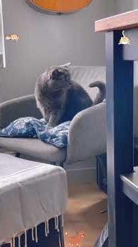 Cats cannot control their tails