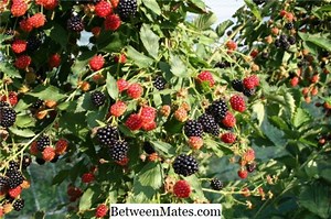 Unterschiede zwischen Blackberry Playbook Tablet und Kindle Fire Unterschied zwischen - Andere 2026