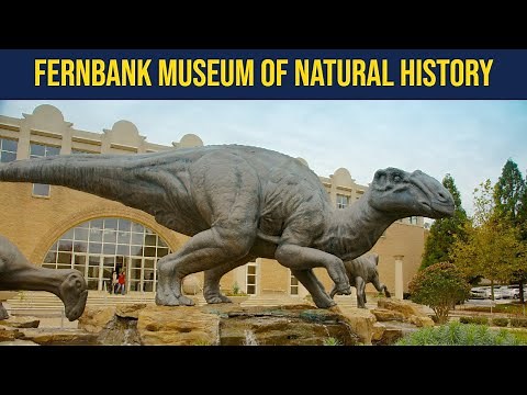 Discover The Wonder Of Atlanta's Fernbank Museum Of Natural History