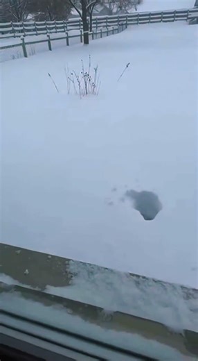 🎬🐱 El salto más fallido del invierno