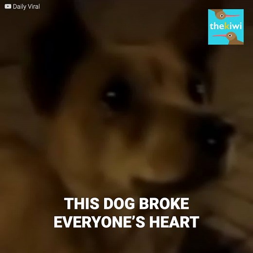 280K views · 10K reactions | This dog moved everyone to tears after...