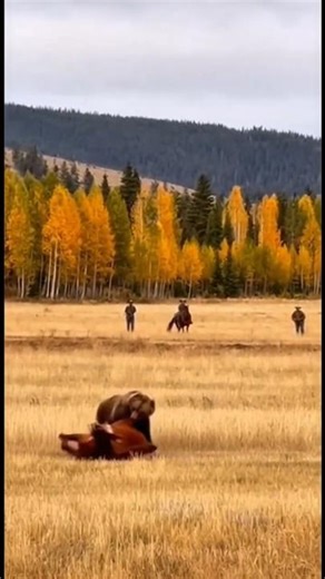​Cowboys Shoot at Grizzly, But He DOES NOT CARE! (Raw Footage) 😱🐻