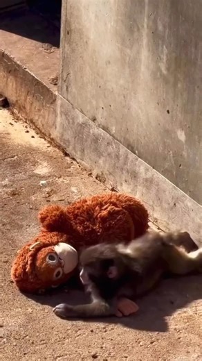 “The Monkey the Internet Tried to Save 🐒💔”