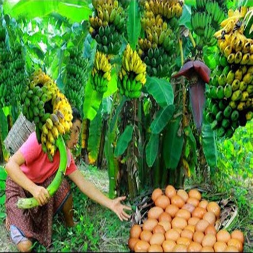 Wild Women find Cut bananas found egg Chicken Many cooking bananas egg for eat | Amazing Cooking