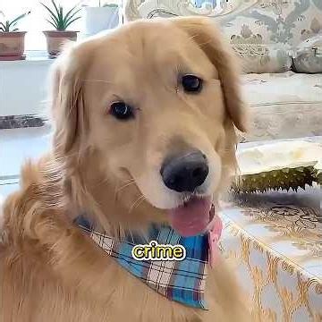 Had You Ever Seen a Dog That Could Catch Seafood?#pet #funny #shuorts
