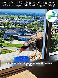 324K views · 4.4K reactions | Một tình bạn kỳ diệu giữa đại bàng hoang dã và con người khiến ai cũng xúc động | Craft Ideas | Facebook