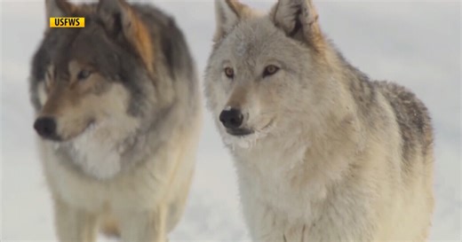 Montana increases wolf hunting quotas and tags per person