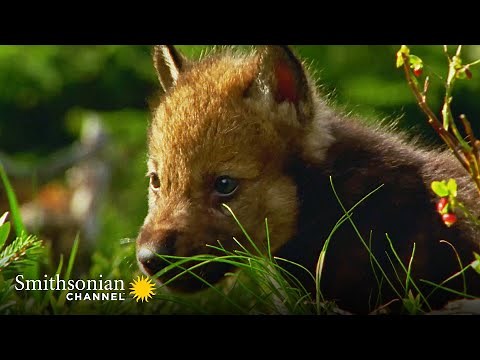 How Helpless Wolf Pups are On Their Feet Within 3 Weeks 🐺 Carpathian Predators | Smithsonian Channel