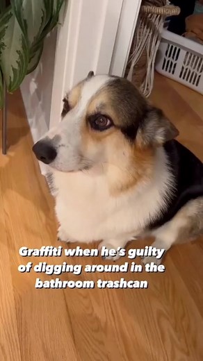 Adorable Guilty Corgi Expresses Discontent | Cute Dog Video