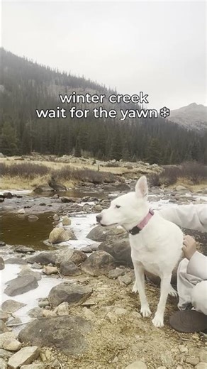 Snowy Creek Frozen Banks Midstream Yawn ❄️