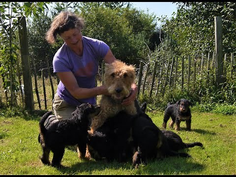 How to raise a litter of puppies - from 2 weeks old to weaning
