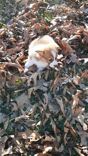 Corgi, Pembroke Welsh puppy for sale