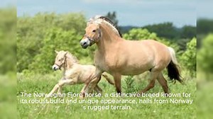 Norwegian Fjord Horse