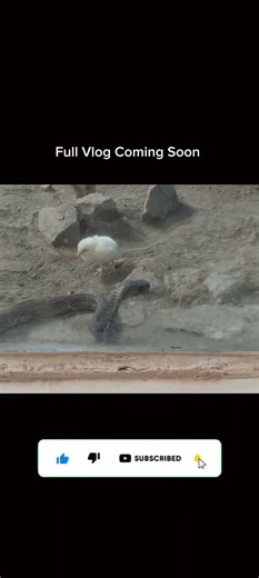 Sanke Attacking Mode #dailyvlog #viral #snakeattack