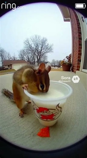 Chipmunk doing the one chip challenge 🐿️ #funny #dothingsyoudontwanttodo #hunting #viral