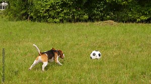 Dog jump and stop flying ball by chest, then run for it, trying to grab by jaws, slow motion shot. Beagle train or learn to play soccer at green field