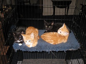 Kittens Available for Adoption