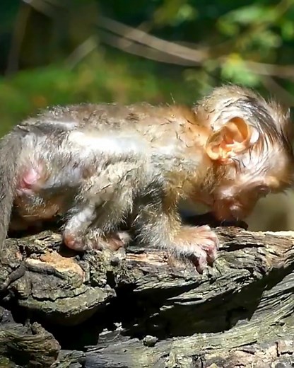 Entertainment Monkey Galaxy on Reels