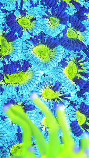 Eyecon Reef on TikTok