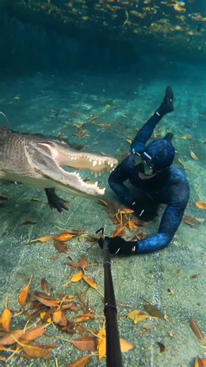 Christopher Gillette | Alligator hunting strategies! Gators often employ this sweeping method when underwater to try to catch fish! This is a video of Casper from... | Instagram
