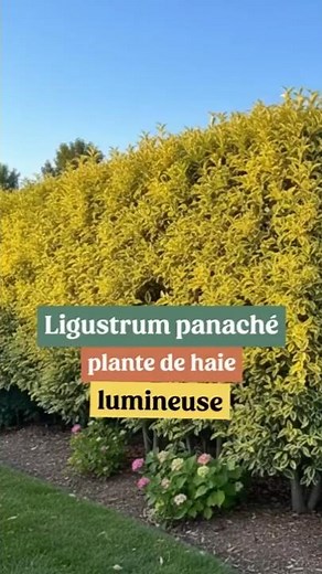 A variegated Ligustrum hedge, for a touch of light in the garden!