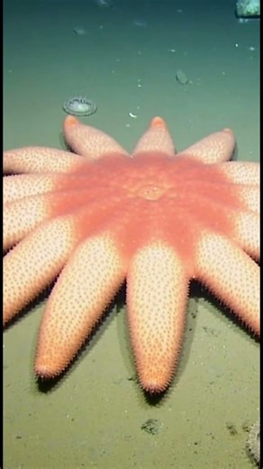 Sun Star – Pycnopodia helianthoides.