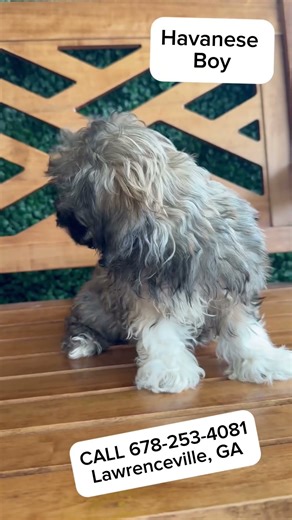 Meet The Havanese In Person Today CALL 678-253-4081 #forsale