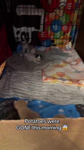 Potato Containment Tips for Foster Cats