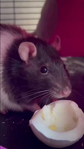 Rat eating eggs