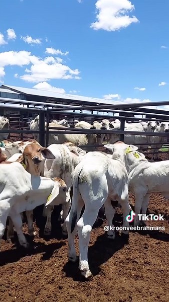 Evaluating Calf Pairings for 2025 Breeding Season