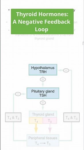 Who Controls Thyroid Hormones? 🧠