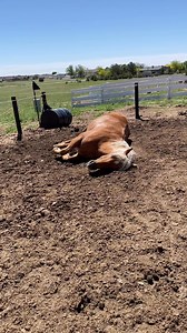 182K views · 2.3K reactions | How I’m feeling after this trip!  Thanks to all of you who came out to the shows to say hi! We’ll be back to our regularly scheduled programming tomorrow lol | HaydenKristal and Critters | Facebook