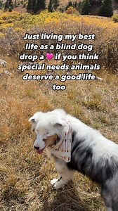 Blind does not define! | Jubilee The Blind Dog