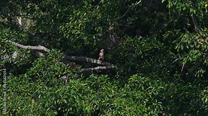 Northern Pig-tailed Macaque, Macaca leonina, Thailand; a troop of Macaques seen on big branches of a huge fruiting tree resting and started moving away towards the left to go somewhere.