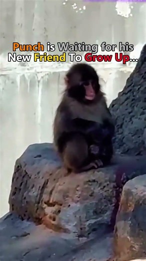 Punch is ready to play, but he has to wait! 🐒