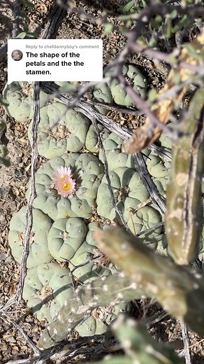 Identifying Lophophora Cactus Species Accurately