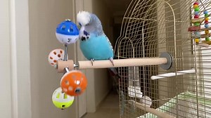 Perch Toy With Rotating Balls for Budgies, Budgerigars, Parakeets, Parrots, Cockatiels, Parrotlets, Lovebirds, Ringnecks, Conures and Birds. - Etsy