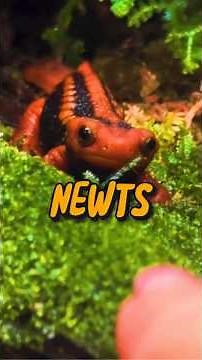 3 Fun Facts about Newts #Newts #AnimalFacts #CutePets #WeirdAnimals #Amphibians #PetsOfYouTube