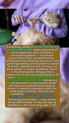 Senior Cats Know They Are Dying — What They Do Next Will Break You