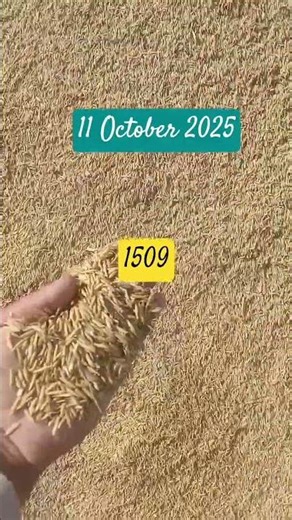 #paddyratetoday #grainmarket #sugarcaneprices #chana_rate_today #pashatv 1847 , 1509