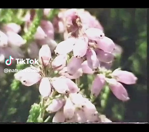 Discover the Stunning Wildlife of Scotland's Highlands