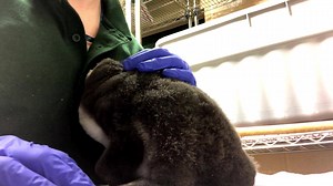 10K views · 640 reactions |  time. Our little  currently eats six times a day, and each feed is approximately 85 grams. This is calculated by his/her weight, so the amount of  will increase as he/she gains weight. Right now it’s about 15-20 eye smelt a feed. #WaddleWatch | The Toronto Zoo | Facebook