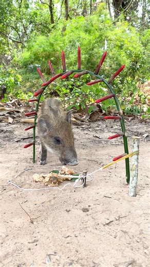 Primitive Technology - Build Best Wild boar Trap To Catch Wild boar #wildanimals #shorts